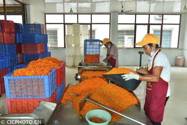 衡东三樟镇 黄贡椒“变身”剁辣椒，线上加工助农增收