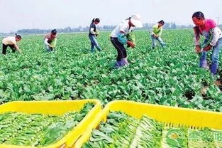 国办发文助力贫困农户 消费扶贫促增收，乡村振兴正当时